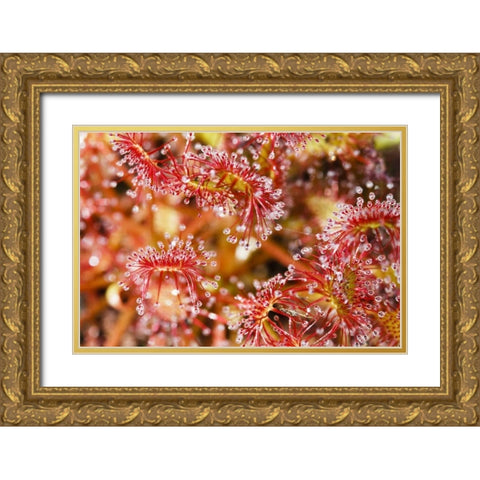 Carnivorous sundew, Green Swamp, North Carolina Gold Ornate Wood Framed Art Print with Double Matting by Flaherty, Dennis