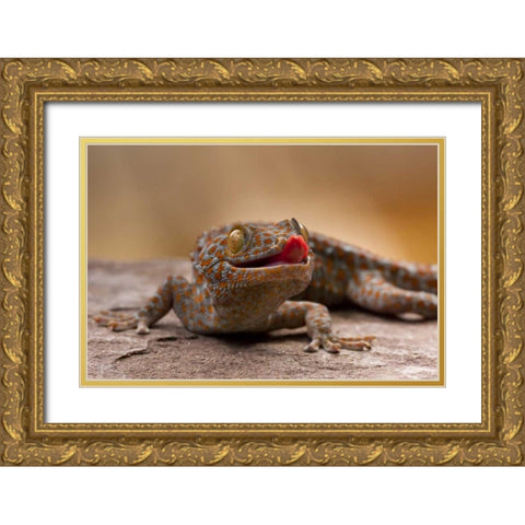 North Carolina Close-up of tokay gecko on rock Gold Ornate Wood Framed Art Print with Double Matting by Illg, Cathy and Gordon