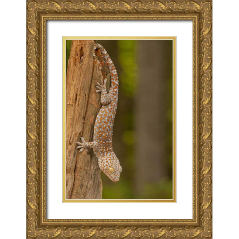USA, North Carolina Tokay gecko on a tree stump Gold Ornate Wood Framed Art Print with Double Matting by Illg, Cathy and Gordon