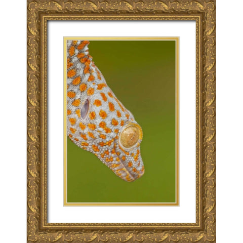 North Carolina Close-up of tokay geckos head Gold Ornate Wood Framed Art Print with Double Matting by Illg, Cathy and Gordon