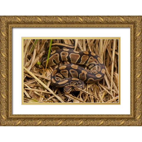 USA, North Carolina Ball python in dried grass Gold Ornate Wood Framed Art Print with Double Matting by Illg, Cathy and Gordon