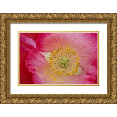 USA, North Carolina Close-up of poppy interior Gold Ornate Wood Framed Art Print with Double Matting by Rotenberg, Nancy