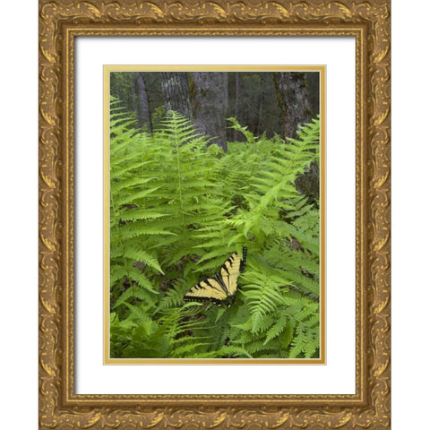 North Carolina Swallowtail butterfly on fern Gold Ornate Wood Framed Art Print with Double Matting by Rotenberg, Nancy