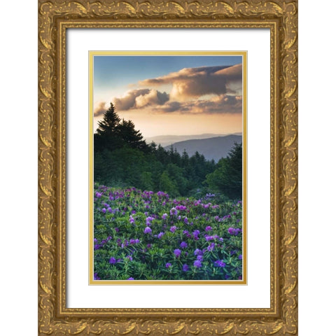 North Carolina Rhododendrons in the mountains Gold Ornate Wood Framed Art Print with Double Matting by Rotenberg, Nancy