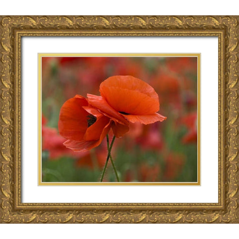 USA, North Carolina Close-up of poppy Gold Ornate Wood Framed Art Print with Double Matting by Rotenberg, Nancy