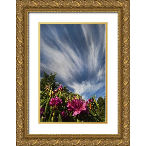 North Carolina Catawba rhododendrons and sky Gold Ornate Wood Framed Art Print with Double Matting by Rotenberg, Nancy