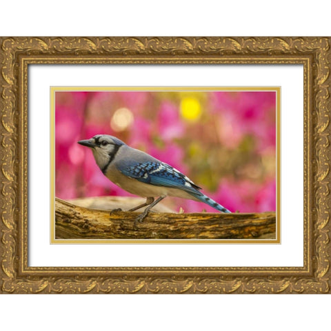 North Carolina, Guilford County Blue jay Gold Ornate Wood Framed Art Print with Double Matting by Illg, Cathy and Gordon