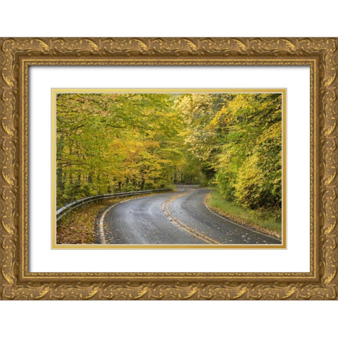 North Carolina Road through autumn forest Gold Ornate Wood Framed Art Print with Double Matting by Paulson, Don