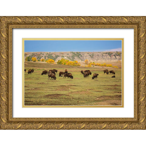 Theodore Roosevelt National Park-North Dakota-USA American Bison calves Gold Ornate Wood Framed Art Print with Double Matting by Sienda, Jolly