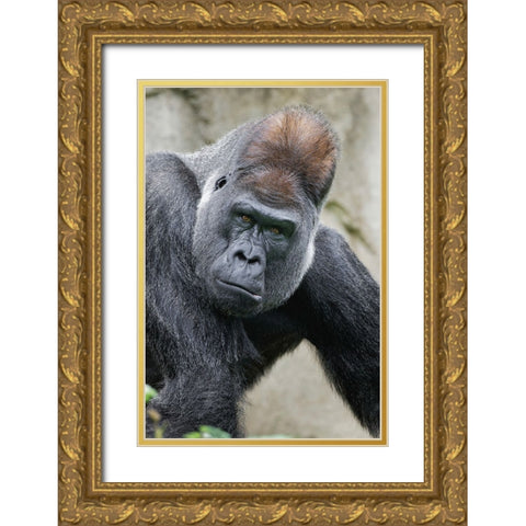 Western Gorilla-Cincinnati Zoo Gold Ornate Wood Framed Art Print with Double Matting by Jones, Adam