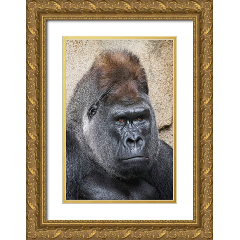 Western Gorilla-Cincinnati Zoo Gold Ornate Wood Framed Art Print with Double Matting by Jones, Adam