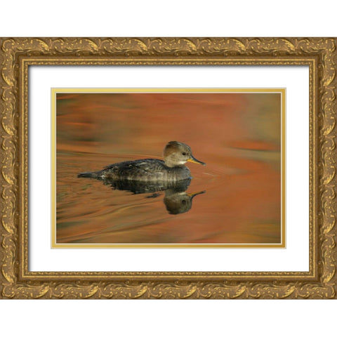 Ohio, Cleveland Hooded merganser moving in water Gold Ornate Wood Framed Art Print with Double Matting by Morris, Arthur