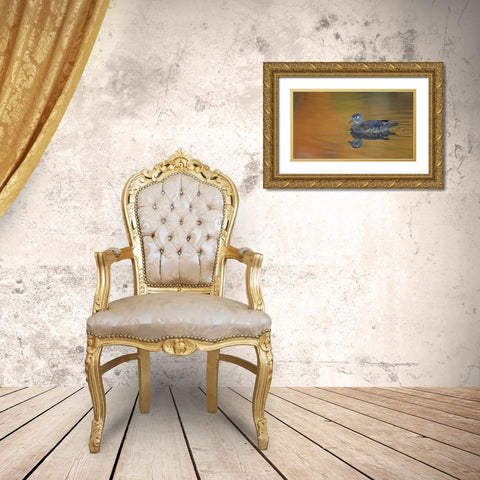 Ohio, Cleveland, Abstract of wood duck hen Gold Ornate Wood Framed Art Print with Double Matting by Morris, Arthur