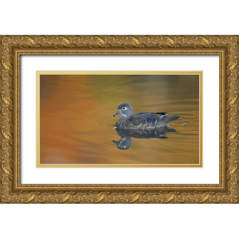 Ohio, Cleveland, Abstract of wood duck hen Gold Ornate Wood Framed Art Print with Double Matting by Morris, Arthur