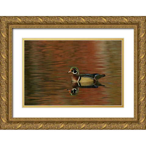 Ohio, Cleveland Wood duck drake swimming Gold Ornate Wood Framed Art Print with Double Matting by Morris, Arthur