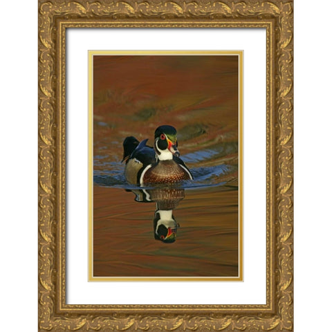 Ohio, Cleveland Wood duck drake swimming Gold Ornate Wood Framed Art Print with Double Matting by Morris, Arthur