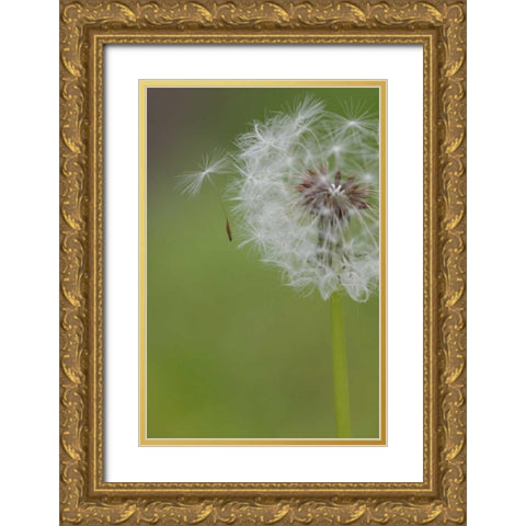 Ohio, Cincinnati Dandelion clock and seedlings Gold Ornate Wood Framed Art Print with Double Matting by Anon, Josh