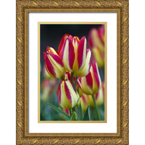 USA, Ohio Close-up of tulip variety Gold Ornate Wood Framed Art Print with Double Matting by Rotenberg, Nancy