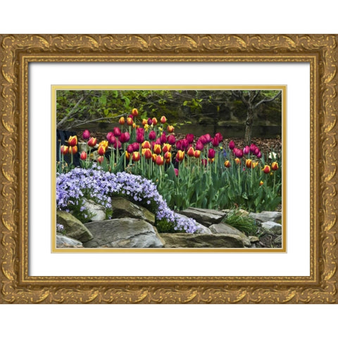 USA, Ohio Tulips and phlox in springtime garden Gold Ornate Wood Framed Art Print with Double Matting by Rotenberg, Nancy