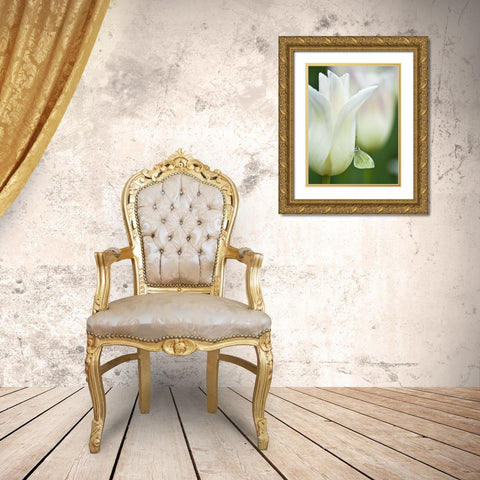 Ohio Sulphur butterfly on white tulip Gold Ornate Wood Framed Art Print with Double Matting by Rotenberg, Nancy