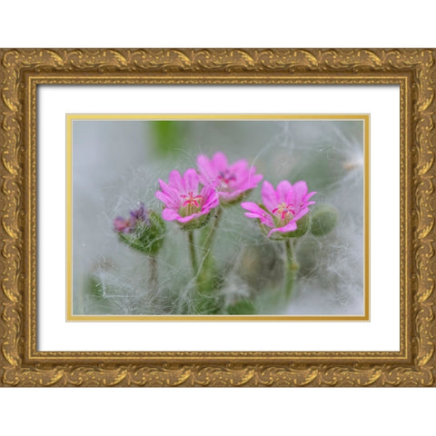 Doves Foot Geranium-Geranium molle-Columbia River Gorge-Oregon Gold Ornate Wood Framed Art Print with Double Matting by Jones, Adam