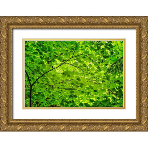 Pattern of green maple leaves-Columbia River Gorge National Scenic Area-Oregon Gold Ornate Wood Framed Art Print with Double Matting by Jones, Adam