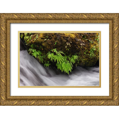 Stream and maidenhair ferns-Columbia River Gorge-Oregon Gold Ornate Wood Framed Art Print with Double Matting by Jones, Adam