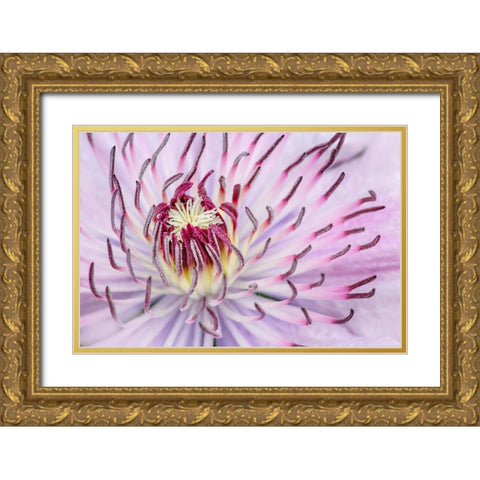 Close-up of clematis flower-Schreiner Iris Gardens-Salem-Oregon Gold Ornate Wood Framed Art Print with Double Matting by Jones, Adam