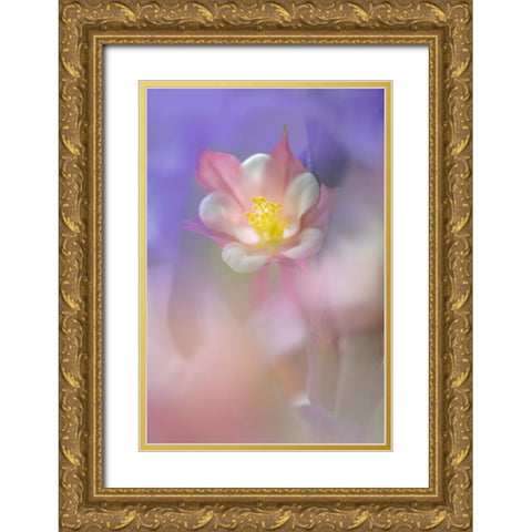 Soft focus Columbine flower-Salem-Oregon Gold Ornate Wood Framed Art Print with Double Matting by Jones, Adam