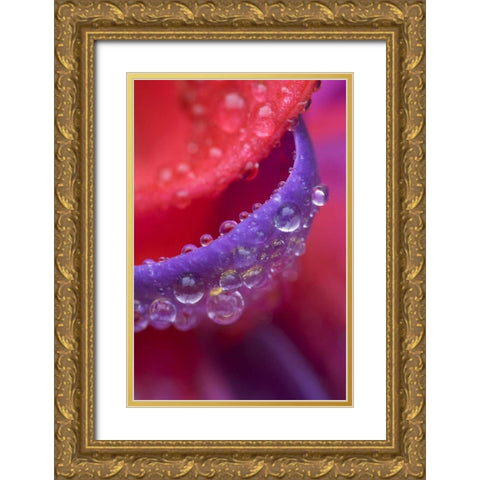 OR, pink and purple fuchsia with rain drops Gold Ornate Wood Framed Art Print with Double Matting by Rotenberg, Nancy