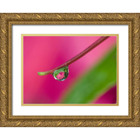 OR, Water droplet on New Guinea impatiens Gold Ornate Wood Framed Art Print with Double Matting by Rotenberg, Nancy