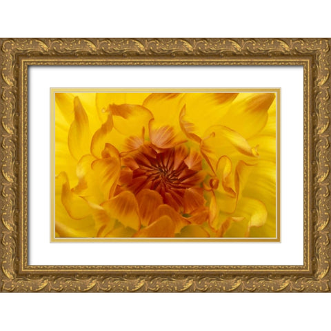 OR, Shore Acres Gardens, Yellow dahlia backlight Gold Ornate Wood Framed Art Print with Double Matting by Rotenberg, Nancy