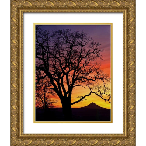 OR, Columbia Gorge, Oak tree framing Mt Hood Gold Ornate Wood Framed Art Print with Double Matting by Terrill, Steve