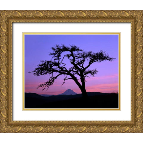 OR, Columbia Gorge, Pine tree framing Mount Hood Gold Ornate Wood Framed Art Print with Double Matting by Terrill, Steve