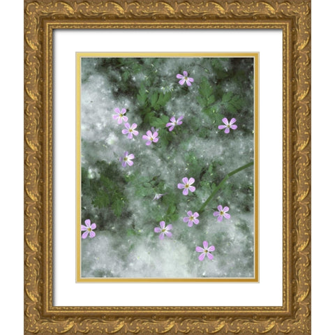 OR, Storksbill flowers surrounded by seeds Gold Ornate Wood Framed Art Print with Double Matting by Terrill, Steve