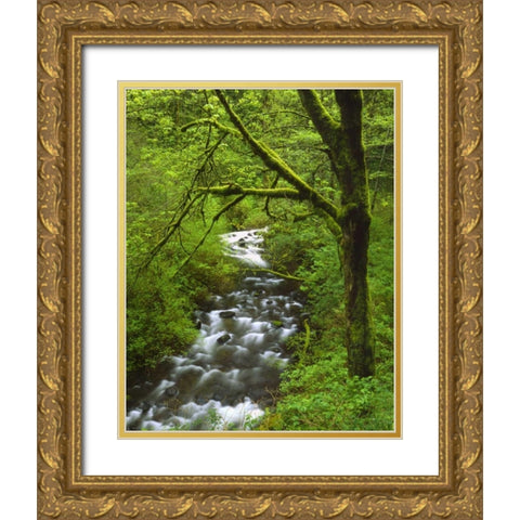 OR, Columbia Gorge, Mt Hood NF, Bridal Veil Creek Gold Ornate Wood Framed Art Print with Double Matting by Terrill, Steve