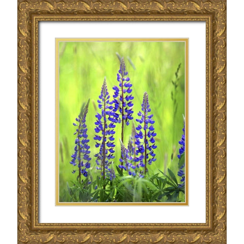 Oregon, Mt Hood NF, Lupines in grassy meadow Gold Ornate Wood Framed Art Print with Double Matting by Terrill, Steve