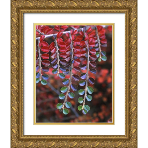 OR, Multnomah Co, Cotoneaster in fall colors Gold Ornate Wood Framed Art Print with Double Matting by Terrill, Steve