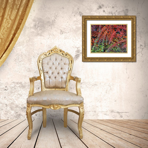 OR, Multnomah Co, Leaves of cotoneaster plant Gold Ornate Wood Framed Art Print with Double Matting by Terrill, Steve