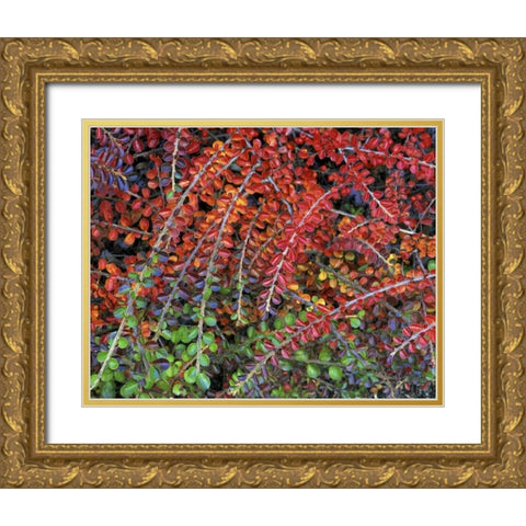 OR, Multnomah Co, Leaves of cotoneaster plant Gold Ornate Wood Framed Art Print with Double Matting by Terrill, Steve