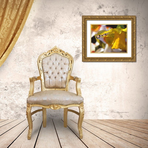 OR, Dewdrops clinging to daffodil petals Gold Ornate Wood Framed Art Print with Double Matting by Terrill, Steve