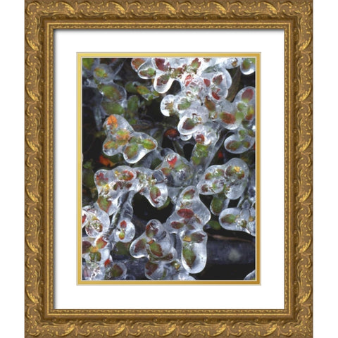 Oregon, Portland, Azalea plants encased in ice Gold Ornate Wood Framed Art Print with Double Matting by Terrill, Steve