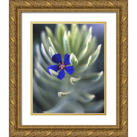 OR, Portland, Pimpernel caught on euphorbia plant Gold Ornate Wood Framed Art Print with Double Matting by Terrill, Steve