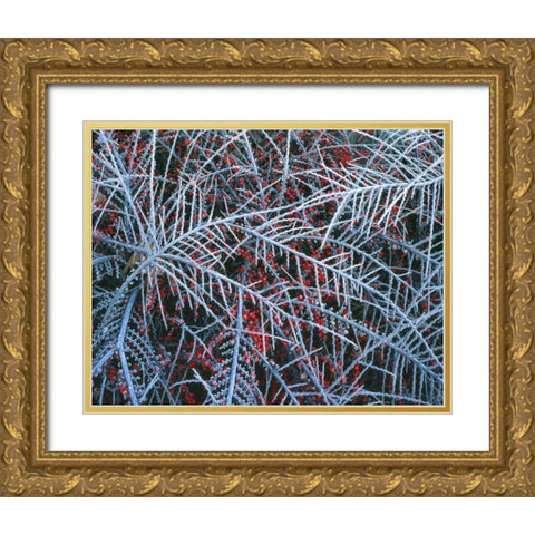 OR, Portland, Cotoneaster plant with berries Gold Ornate Wood Framed Art Print with Double Matting by Terrill, Steve