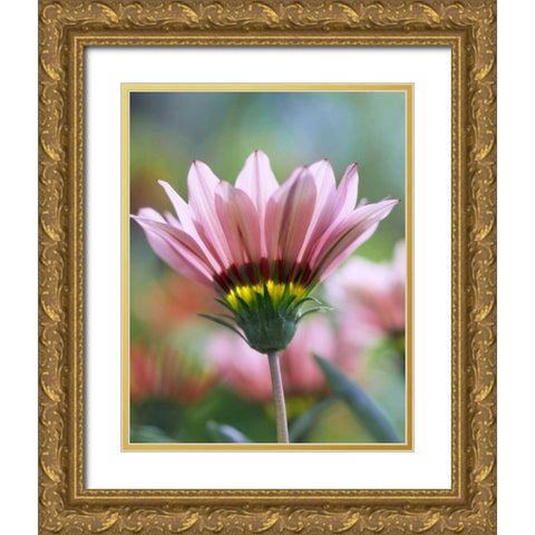 Oregon, Portland, Ganzia flower Gold Ornate Wood Framed Art Print with Double Matting by Terrill, Steve
