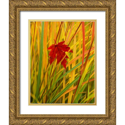 OR, Portland, Silver maple leaf caught in grass Gold Ornate Wood Framed Art Print with Double Matting by Terrill, Steve
