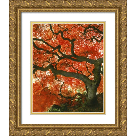 OR, Portland, Japanese maple tree in garden Gold Ornate Wood Framed Art Print with Double Matting by Terrill, Steve