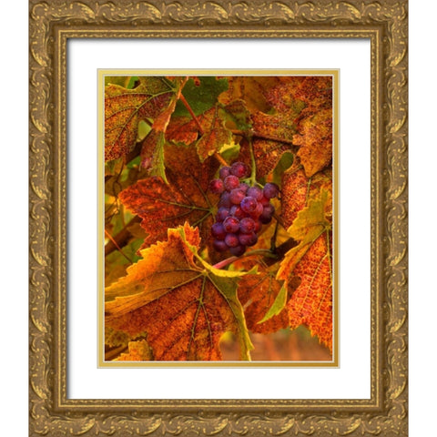 OR, Willamette Valley, Pinot noir grapes in fall Gold Ornate Wood Framed Art Print with Double Matting by Terrill, Steve