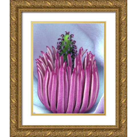 Oregon, Close-up of center of magnolia blossom Gold Ornate Wood Framed Art Print with Double Matting by Terrill, Steve