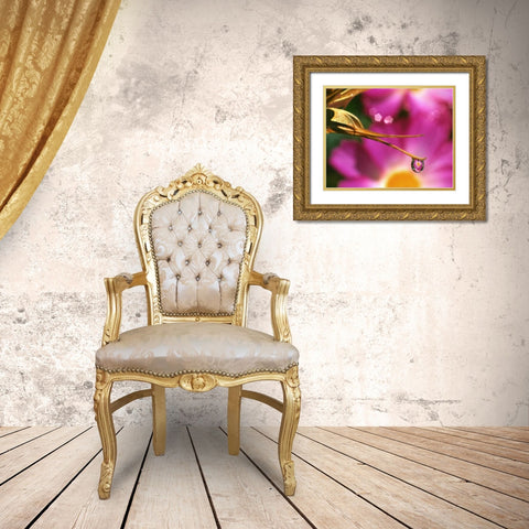 OR, Cosmos flower reflecting in dewdrop Gold Ornate Wood Framed Art Print with Double Matting by Terrill, Steve